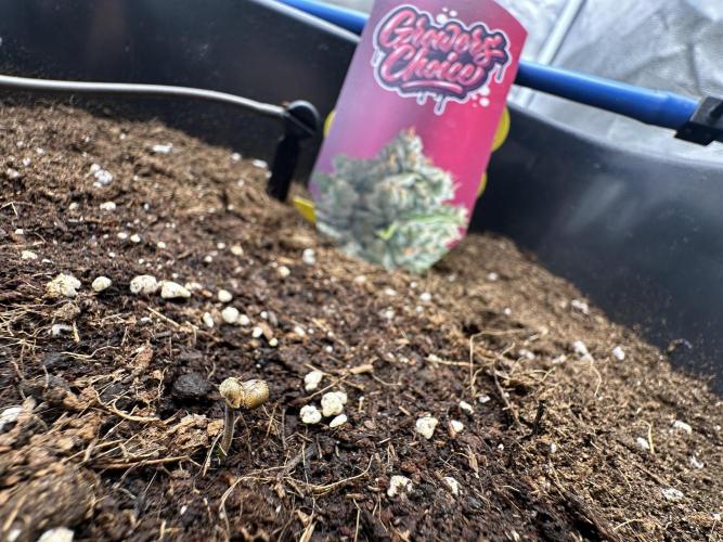 Crazy Platinum Marker. Week 1