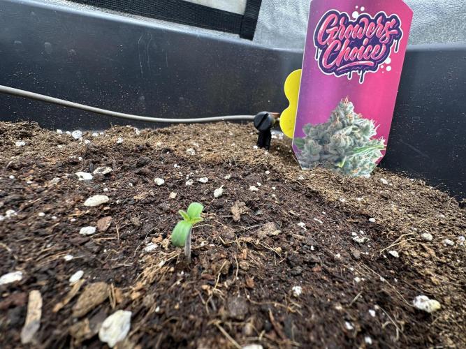 Crazy Platinum Marker. Week 1