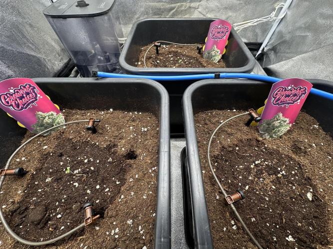 Crazy Platinum Marker. Week 1