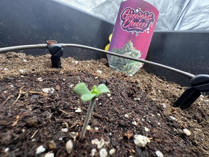 Crazy Platinum Marker. Week 1