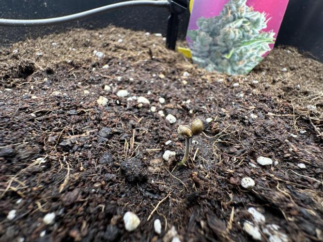 Crazy Platinum Marker. Week 1