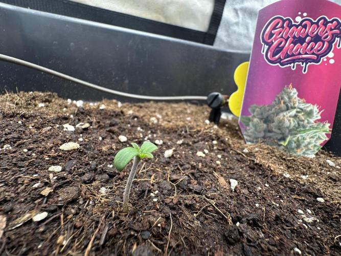 Crazy Platinum Marker. Week 1