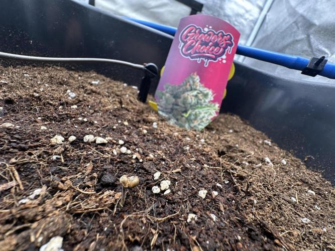 Crazy Platinum Marker. Week 1