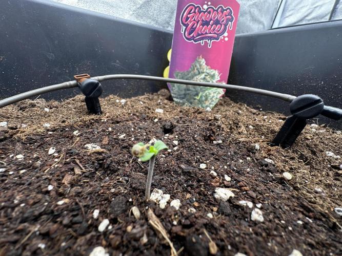 Crazy Platinum Marker. Week 1