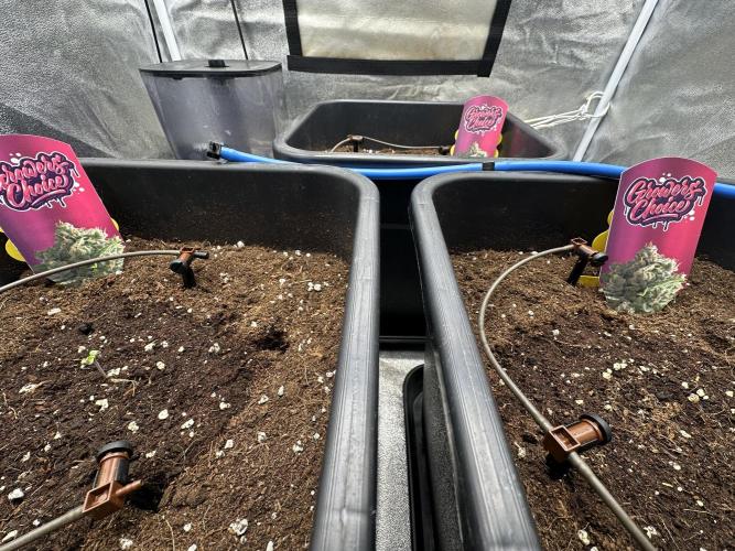 Crazy Platinum Marker. Week 1