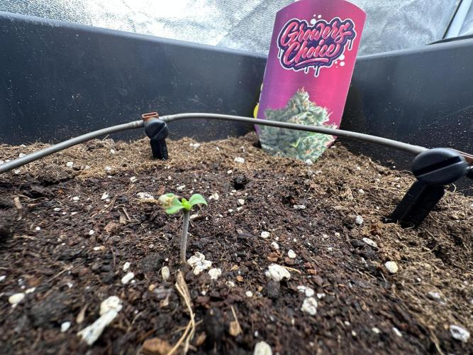 Crazy Platinum Marker. Week 1