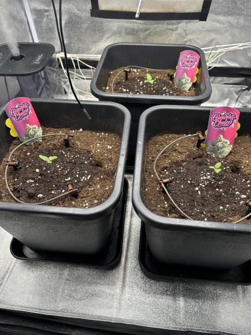 Crazy Platinum Marker. Week 1