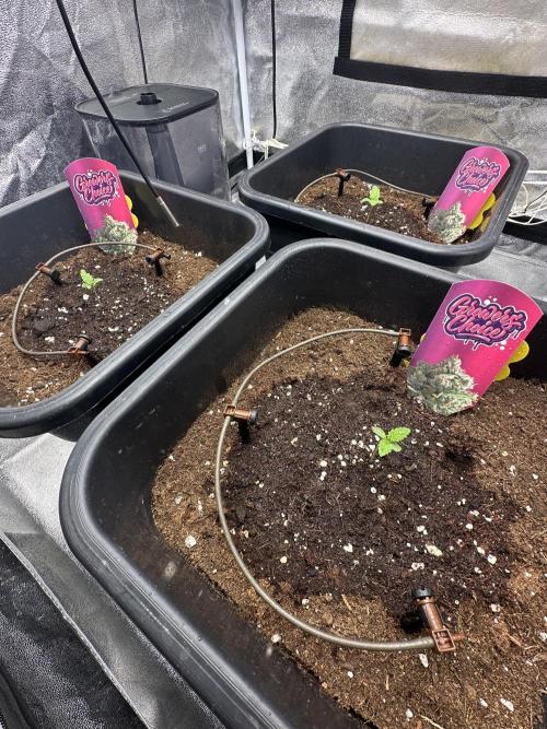 Crazy Platinum Marker. Week 1