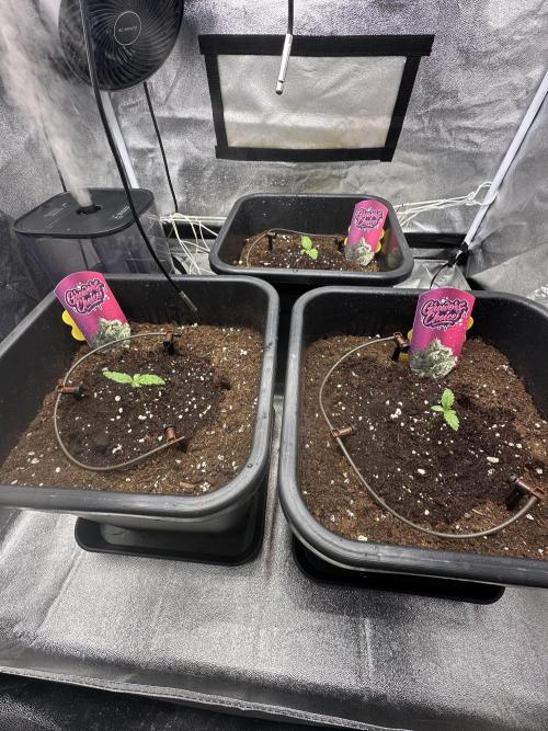 Crazy Platinum Marker. Week 1