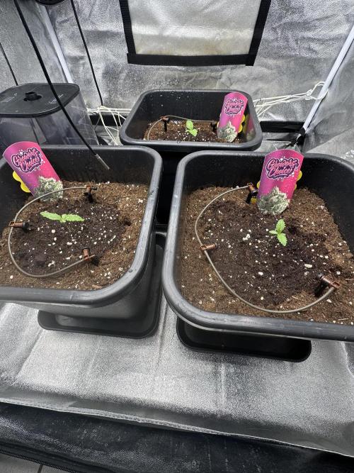 Crazy Platinum Marker. Week 1