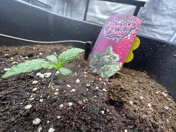 Crazy Platinum Marker. Week 1