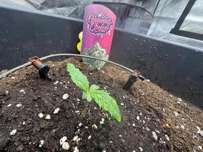 Crazy Platinum Marker. Week 1