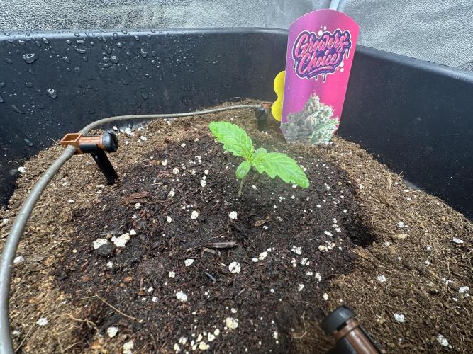 Crazy Platinum Marker. Week 1