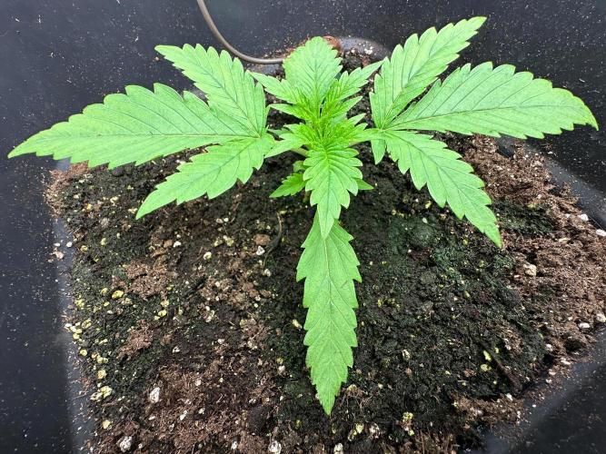 Blue Tropicana Milk. Week 2