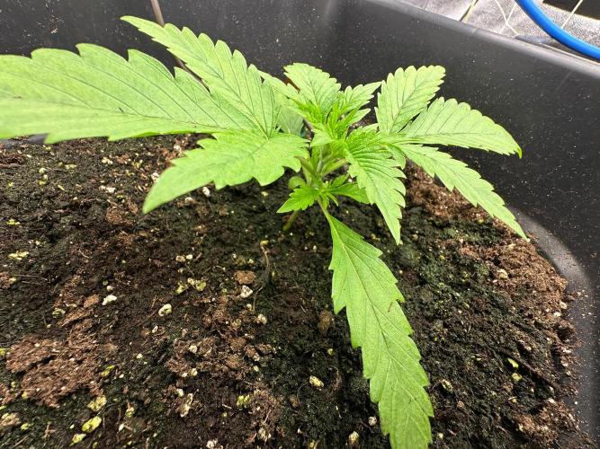 Blue Tropicana Milk. Week 2