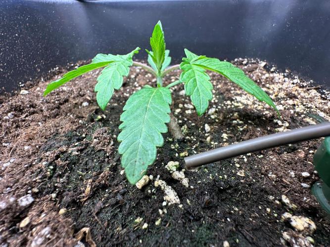 Blue Tropicana Milk. Week 2