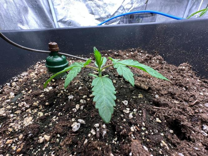 Blue Tropicana Milk. Week 2