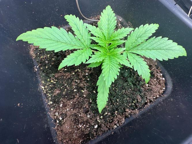 Blue Tropicana Milk. Week 2