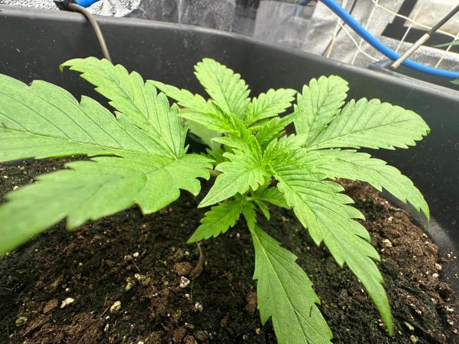 Blue Tropicana Milk. Week 2