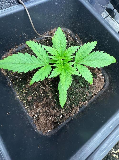 Blue Tropicana Milk. Week 2