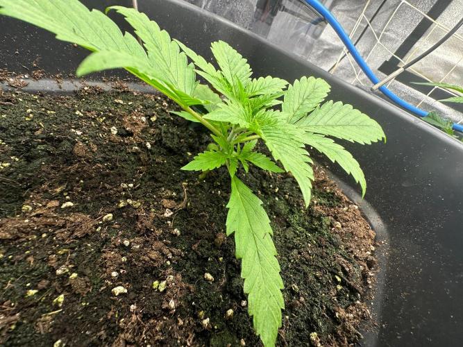 Blue Tropicana Milk. Week 2