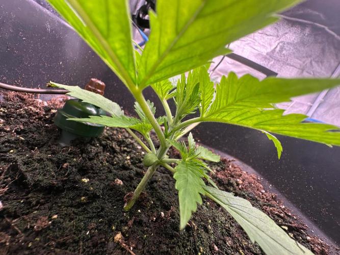 Blue Tropicana Milk. Week 2