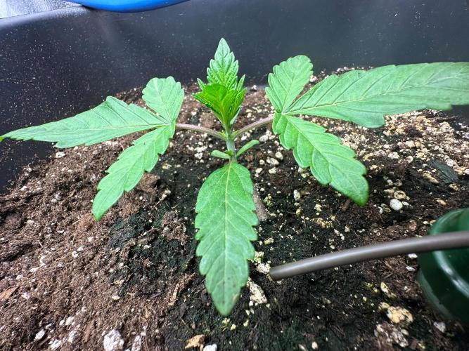 Blue Tropicana Milk. Week 2