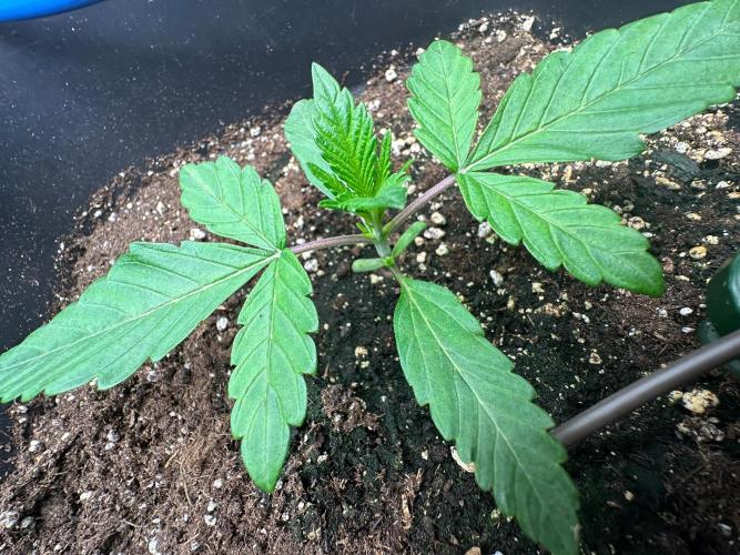 Blue Tropicana Milk. Week 2