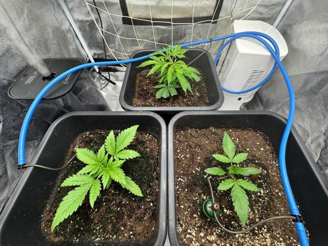 Blue Tropicana Milk. Week 2