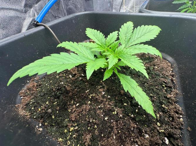 Blue Tropicana Milk. Week 2