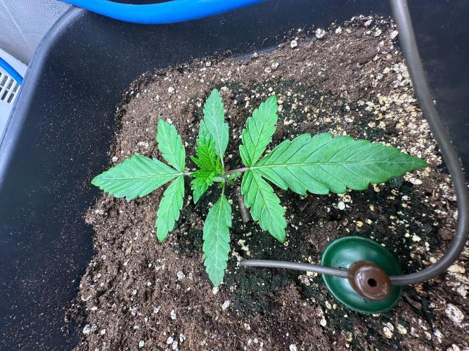 Blue Tropicana Milk. Week 2