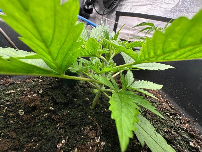 Blue Tropicana Milk. Week 2