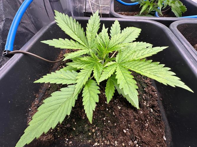 Blue Tropicana Milk. Week 2