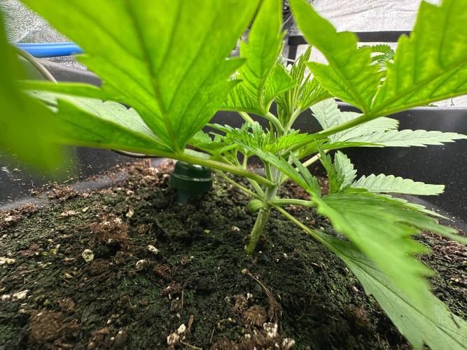 Blue Tropicana Milk. Week 2