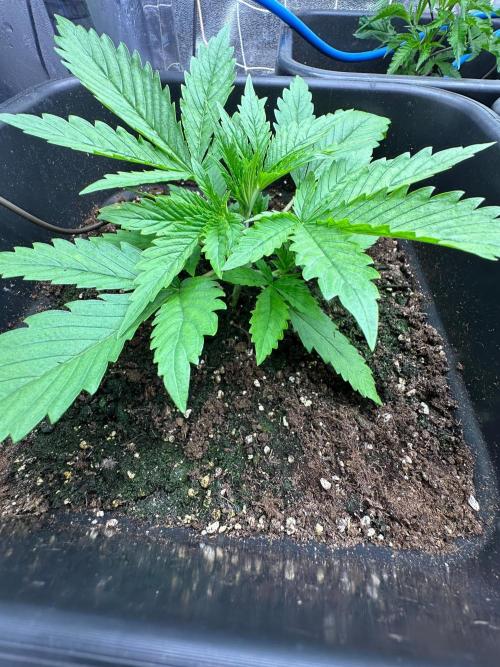 Blue Tropicana Milk. Week 2