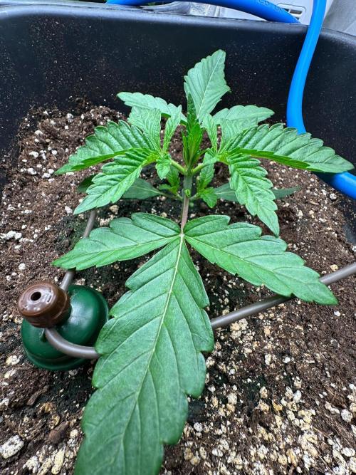 Blue Tropicana Milk. Week 2