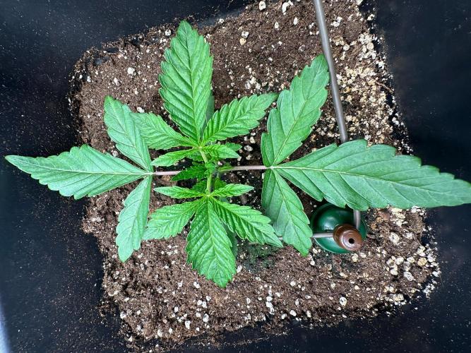 Blue Tropicana Milk. Week 2