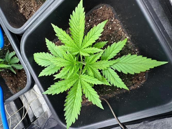 Blue Tropicana Milk. Week 2