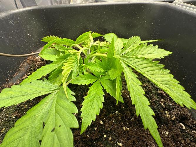 Blue Tropicana Milk. Week 2