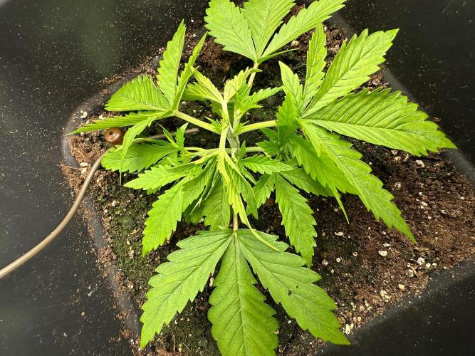 Blue Tropicana Milk. Week 2