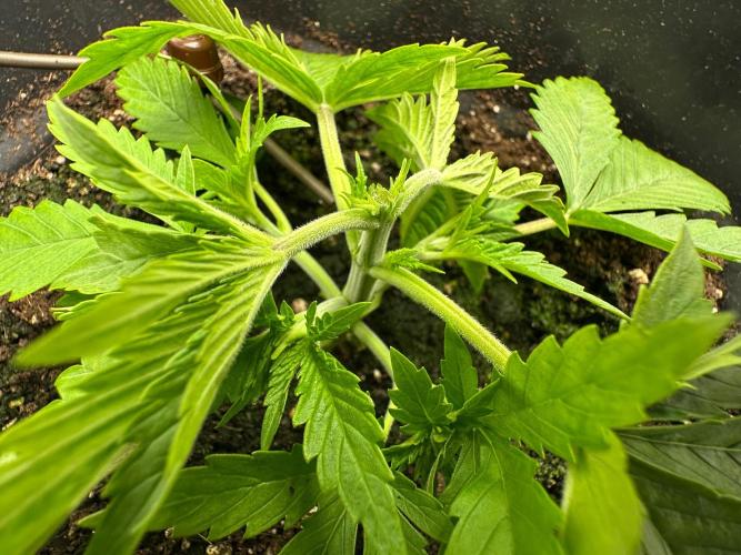 Blue Tropicana Milk. Week 2