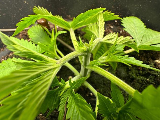 Blue Tropicana Milk. Week 2