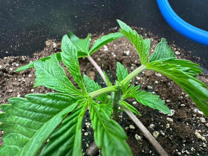 Blue Tropicana Milk. Week 2