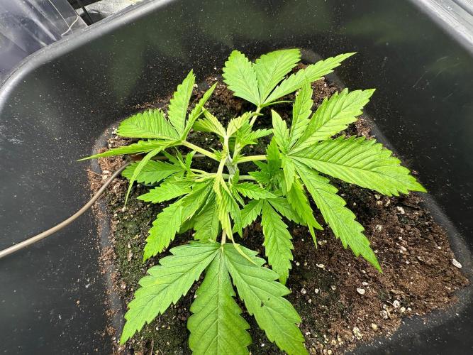 Blue Tropicana Milk. Week 2