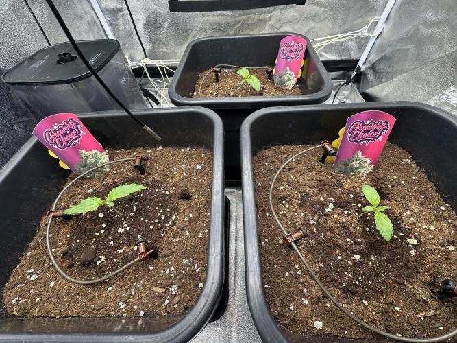 Crazy Platinum Marker. Week 2