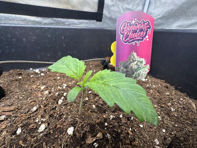 Crazy Platinum Marker. Week 2