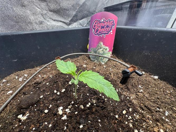 Crazy Platinum Marker. Week 2