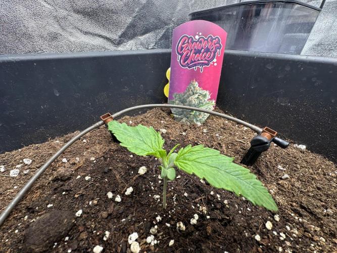 Crazy Platinum Marker. Week 2