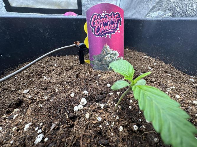 Crazy Platinum Marker. Week 2