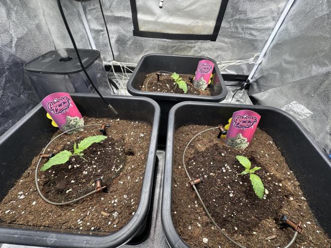 Crazy Platinum Marker. Week 2